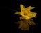 Wild Daffodil on black mirrow