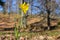 Wild Daffodil blooming at spring on a meadow