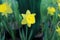 Wild daffodil or Lent lily
