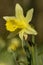 Wild Daffodil - Narcissus pseudonarcissus