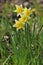 Wild Daffodil - Narcissus pseudonarcissus