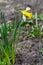 Wild daffodil at spring. Close up