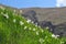 Wild daffodiles on the mountain slope,romania