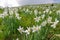 Wild Daffodils Field. Touch Of Spring