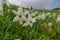 Wild Daffodils Field. Touch Of Spring