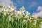 Wild Daffodils Field. Touch Of Spring