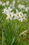 Wild Daffodils Field. Touch Of Spring