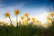 Wild daffodils in the garden