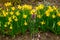 Wild Daffodils Narcissus and a Dutch Crocus Spring Crocus