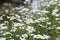 Wild daises reaching for the summer sun