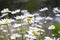 Wild daises reaching for the summer sun