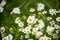 Wild Daisies