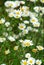 Wild daisies