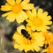 Wild daisies and beetle