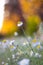 Wild daisies chamomiles in the forest  with natural sunlight