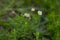 Wild daisies in the field moved by the wind