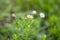 Wild daisies in the field moved by the wind