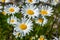 Wild daisies flowers in the fields