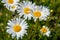 Wild daisies flowers in the fields