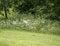 Wild daisies in green grass eadow