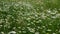 Wild daisies in the meadow on a cloudy day