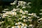 Wild Daisies - Oregon Wildflowers