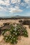 Wild daisies on Takapuna beach