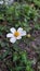 Wild daisy with a bent petal