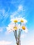 Wild daisy bouquet