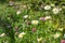 Wild daisy and clover flowers with insects, shrub and grass