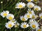 Wild Daisy flowers add to cheerful summer scenes