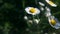 Wild daisy flowers with  blurred background.