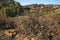 Wild daisy flowers in desert,  autumn blossom, Oso Flaco Lake, California