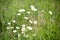 Wild daisy flowers growing in the green field, image of lovely chamomile