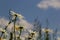 Wild daisy flowers growing on meadow, white chamomiles on blue cloudy sky background. Oxeye daisy, Leucanthemum vulgare, Daisies,