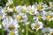 Wild daisy flowers growing on meadow, white chamomiles on green grass background.