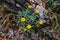 Wild daisy flowers on the rock or stone with green grass on the mountain of the real forest in dark tone.