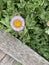 Wild Daisy found growing along the moonstone beach boardwalk in Cambria by the Sea