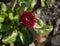 Wild daisy red flower with water inside growing on meadow. Warm sunny defocused natural background.