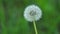 Wild dandelion flowers and wind