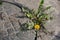 Wild dandelion grew next to the sewer hatch