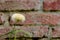 Wild dandelion herbs with rustic bricks background