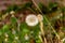 Wild dandelion herbs with rustic bricks background