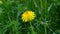 Wild dandelion in spring grass