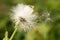 Wild Dandelion with wind blowing its seeds.