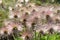 Wild dandelions closeup