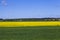 wild dandelions growing in the field