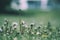 Wild Dandelions in the park