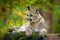 Wild danger animal in green vegetation. Big cat Cougar, Puma concolor, hidden portrait of dangerous animal with stone, USA. Wildli