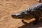 Wild, dangerous crocodile walking on the sandy ground, close-up